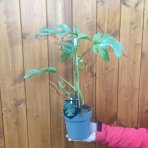  Monstera Minima (Rhaphidophora tetrasperma) - výška 20-35 cm, kont. C1,5L